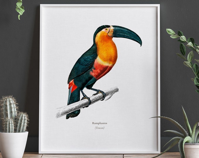 Toucan Print Toucan Illustration of Toucan Wall Art Tropical Bird Print Vintage Animal Illustration Exotic Bird Wall Art Bird Poster WBIRD-1