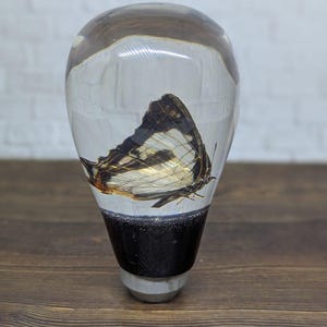 May include: A decorative bottle stopper featuring a preserved butterfly encased in clear resin. The butterfly has black, white, and orange markings. The stopper has a black base and a light gray bottom.