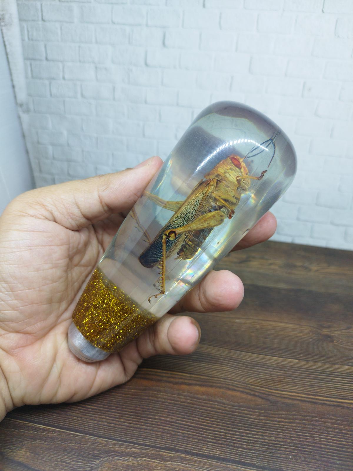 Shifter Insect Underwater REAL Insect Grasshopper Gear Shift Shifter Knob From Acrilyc ...