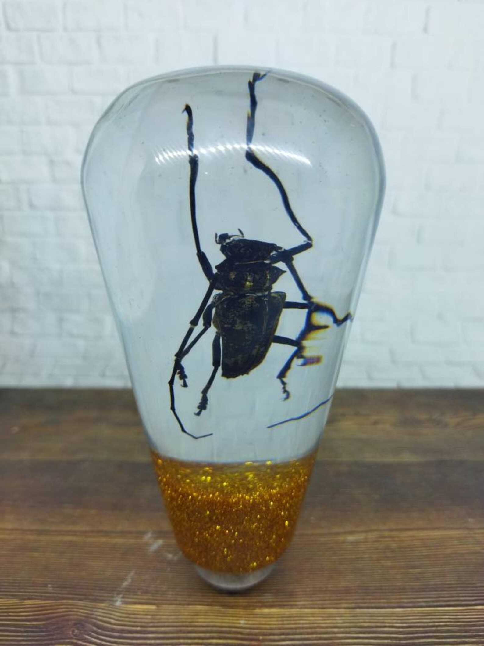 Shifter Insect Underwater REAL Insect Beetle Long Horn Taxidermy Gear Shift Shifter ...