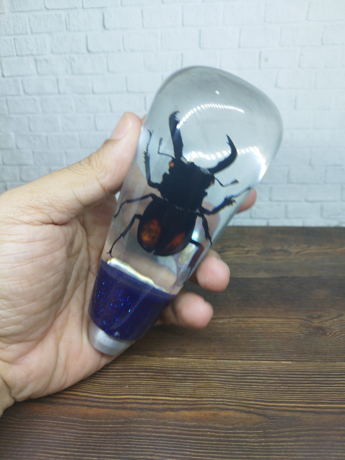 Shifter Insect Underwater REAL Insect Horn Beetle Xylotrupes Gideon Gear Shift Shifter ...
