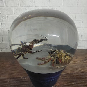 Op de afbeelding: Een heldere glazen bol met een blauwe basis bevat twee geconserveerde insecten. Een insect is een bruine spin met lange poten en de andere is een bruine en gele mot.