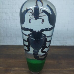 May include: A clear glass bottle with a green base contains a preserved scorpion. The scorpion is black and has its legs and tail curled up.