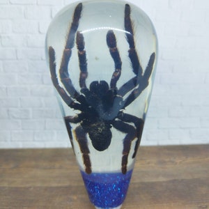 Op de afbeelding: Een zwarte vogelspin die is ingekapseld in helder hars met blauwe glitter aan de onderkant.