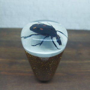 May include: A black and orange beetle encased in clear resin with gold glitter on the bottom of the resin. The resin is shaped like a cone.