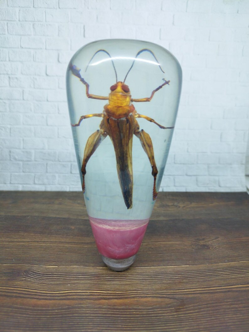 Shifter Insect Underwater REAL Insect Grasshopper Gear Shift Shifter Knob From Acrilyc ...