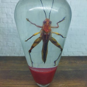 Sous l’eau REAL Insect Grasshopper Gear Shift Shift ShiftEr Knob d’Acrilyc Resin_c2