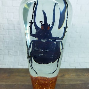 Underwater REAL Horn Beetle Insecta Gear Shift Shifter Shifter Knob Acrylic Resin_a334