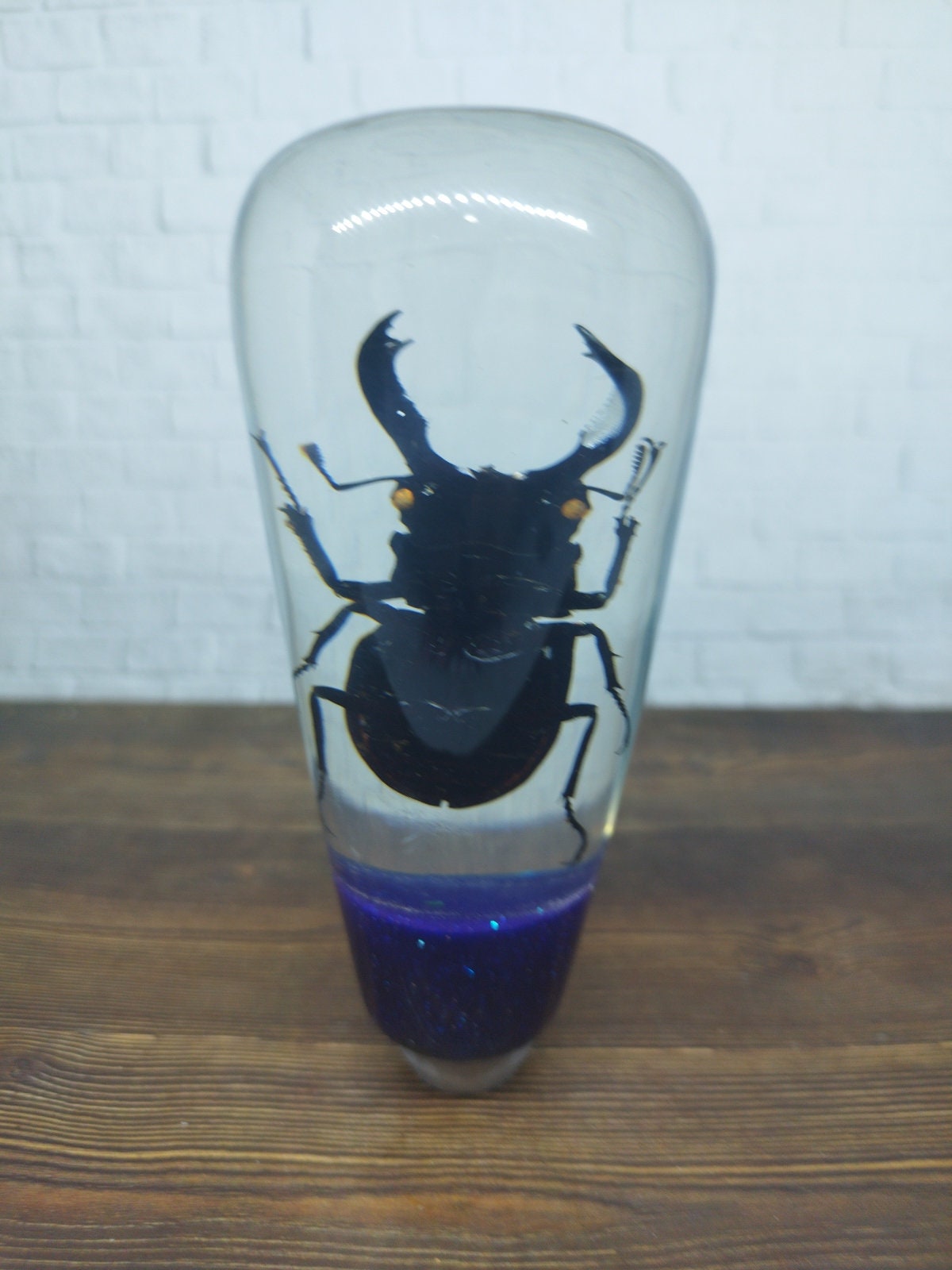 Shifter Insect Underwater REAL Insect Horn Beetle Xylotrupes Gideon Gear Shift Shifter ...