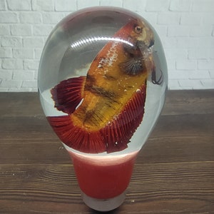Op de afbeelding: Een rode en oranje betta-vis geconserveerd in een transparant hars-briefgewicht. De vis is gesuspendeerd in een transparante harsbol met een rode basis.