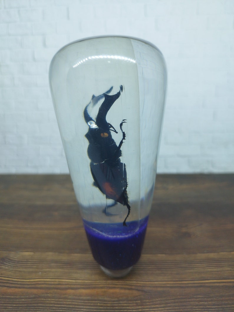 Shifter Insect Underwater REAL Insect Horn Beetle Xylotrupes Gideon Gear Shift Shifter ...