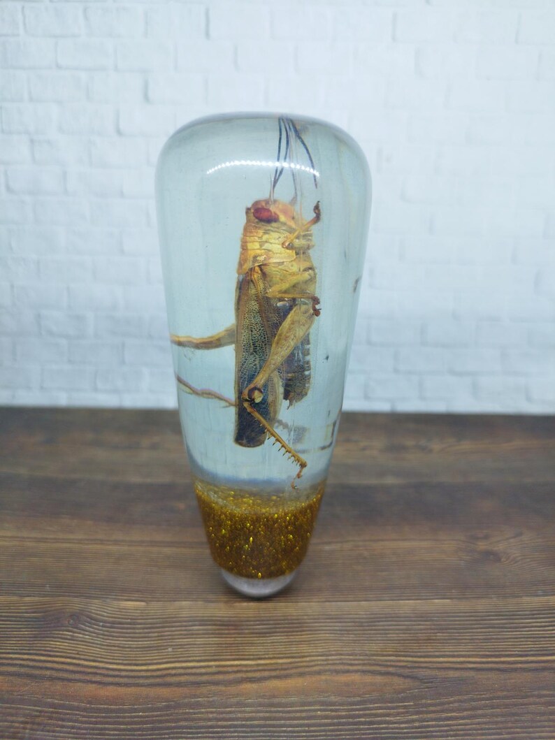 Shifter Insect Underwater REAL Insect Grasshopper Gear Shift Shifter Knob From Acrilyc ...