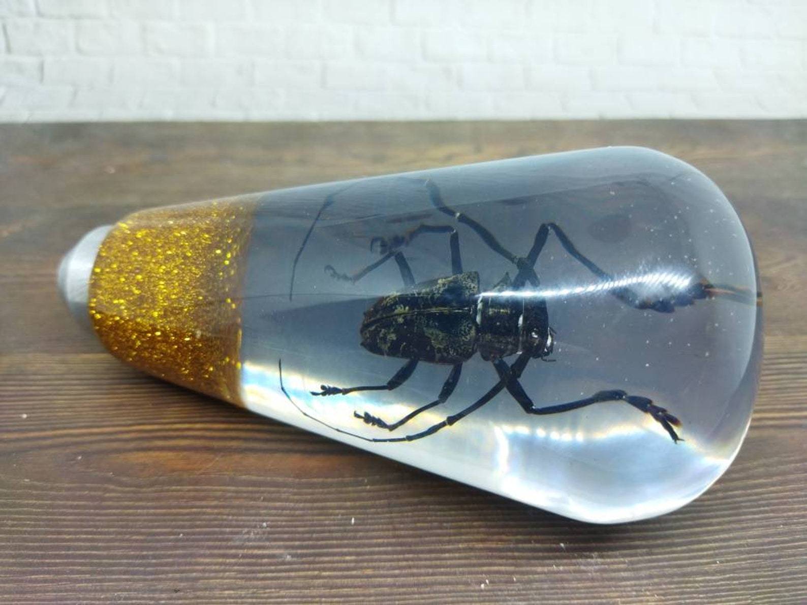 Shifter Insect Underwater REAL Insect Beetle Long Horn Taxidermy Gear Shift Shifter ...