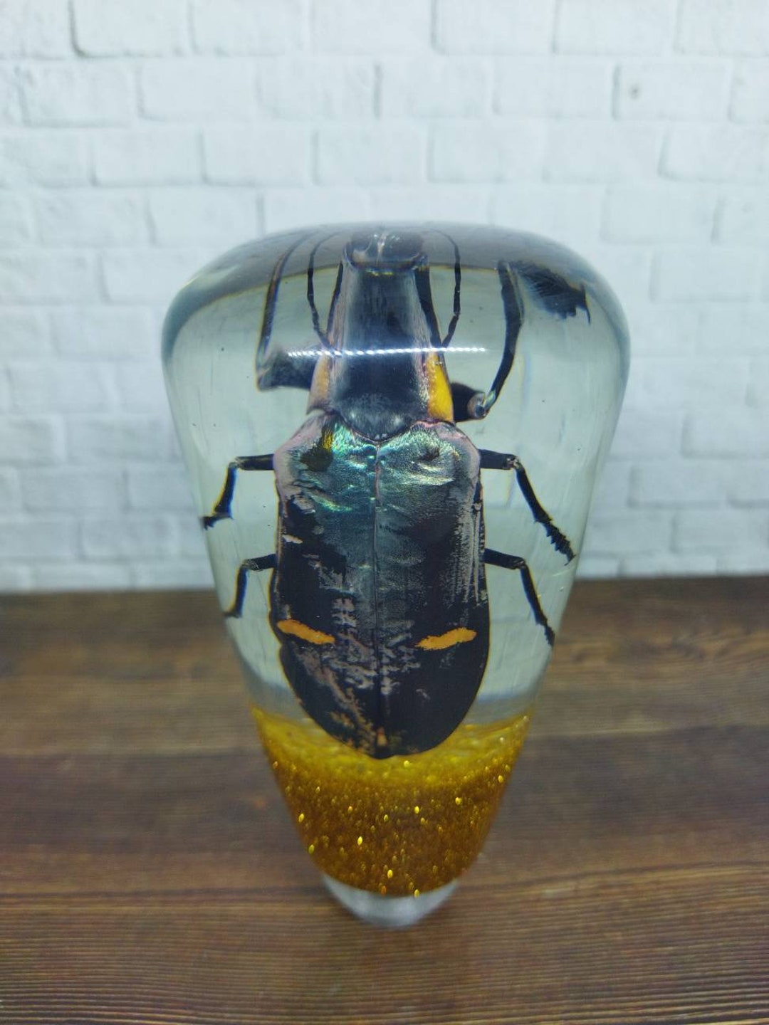 Shifter Insect Underwater REAL Insect Devil Beetle Grasshopper Gear Shift Shifter Knob ...