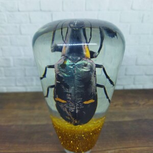 May include: A clear resin paperweight containing a black and iridescent beetle. The beetle has orange markings on its body. The base of the paperweight is filled with gold glitter.