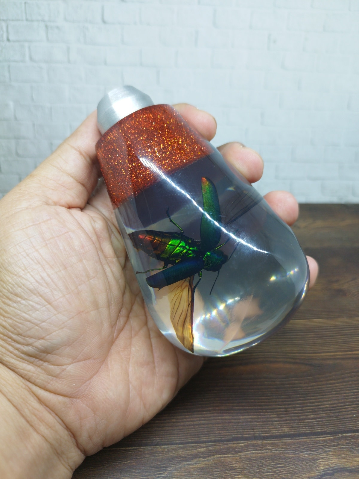 Shifter Insect Underwater REAL Insect Flying Beetle Gear Shift Shifter Knob From ...
