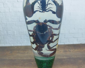 Underwater REAL Scorpio Scorpion Gear Shift Shifter Knob Acrylic Resin_c110