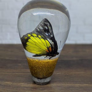Könnte beinhalten: Ein klarer, tropfenförmiger Papierbeschwerer aus Kunstharz, der einen Schmetterling mit gelben und schwarzen Flügeln umschließt. Der Sockel ist goldglitzernd, und der Schmetterling ist seitlich positioniert. Der Papierbeschwerer steht auf einer Holzoberfläche.
