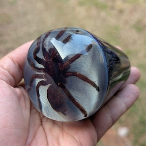 Puede incluir: Un pisapapeles cilíndrico de resina que contiene una araña de color marrón oscuro incrustada en el material transparente. El objeto tiene una superficie lisa y pulida con un acento de purpurina azul oscuro visible en el lateral.