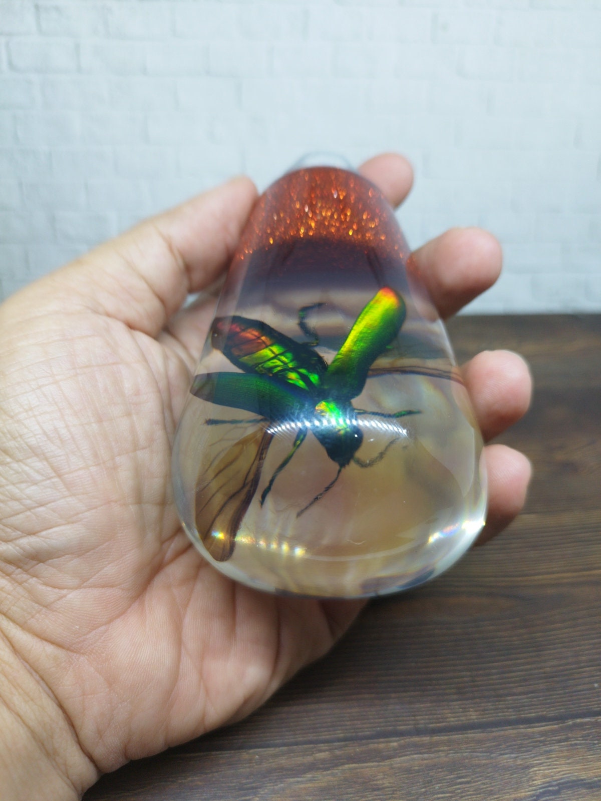 Shifter Insect Underwater REAL Insect Flying Beetle Gear Shift Shifter Knob From ...