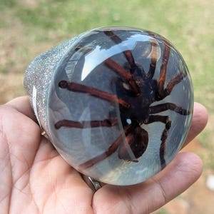 May include: A clear, rounded resin paperweight containing a preserved dark brown spider with long, spindly legs. The base of the object features a textured, silver glitter finish that contrasts with the smooth, transparent top section.