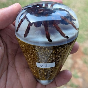 May include: A gear shift knob featuring a preserved brown tarantula encased in a clear, rounded resin top. The base of the knob is tapered and filled with gold glitter. A small white rectangular label with the black text V 61 is attached.