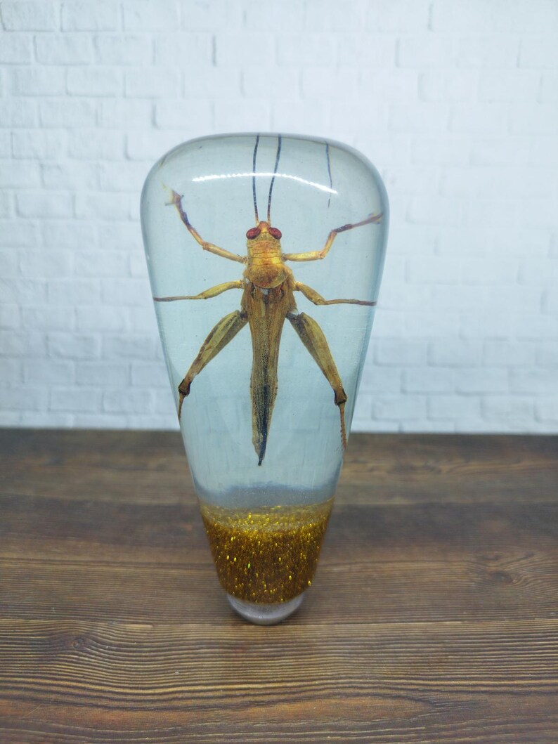 Shifter Insect Underwater REAL Insect Grasshopper Gear Shift Shifter Knob From Acrilyc ...