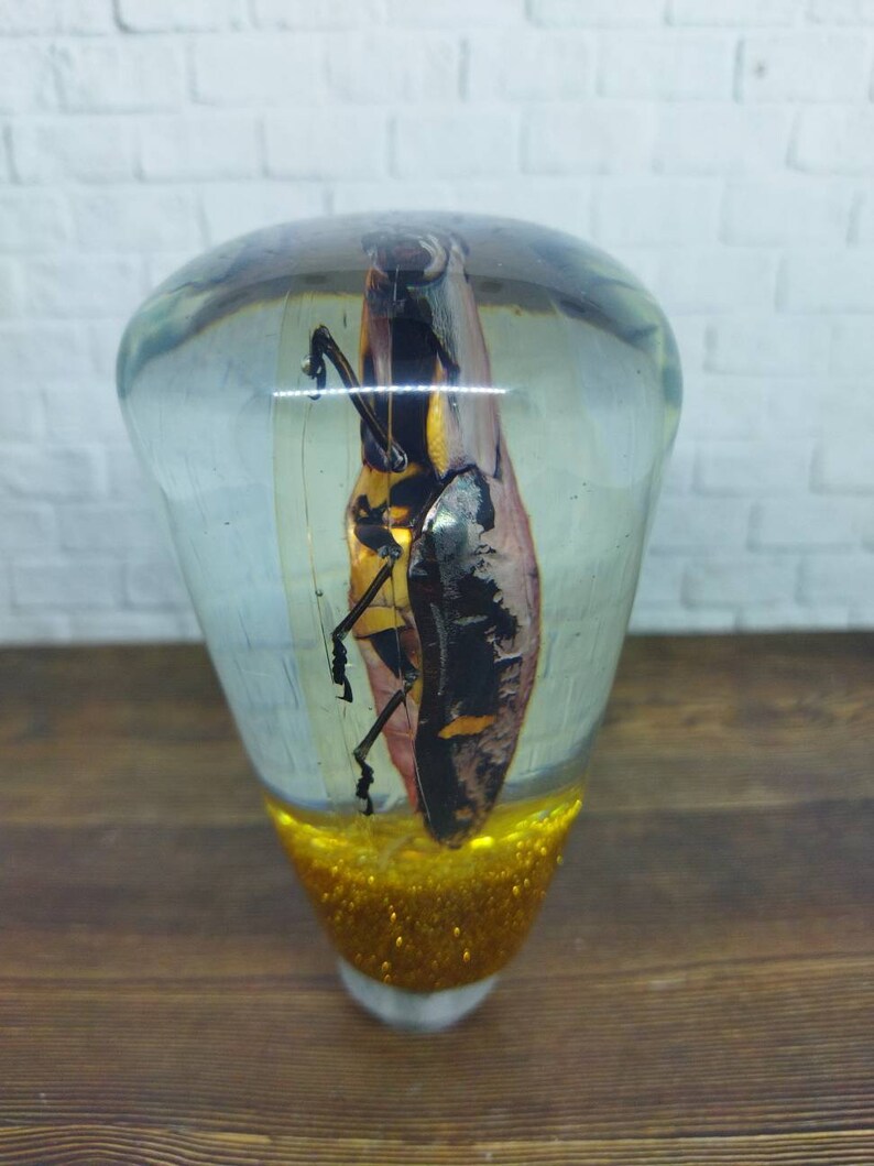 Shifter Insect Underwater REAL Insect Devil Beetle Grasshopper Gear Shift Shifter Knob ...