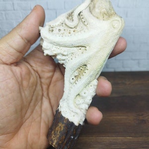 Kraken Octopus  Handle Walking Stick Cane from Deer Antler Carved