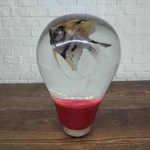 Op de afbeelding: Een heldere glazen bol met een rode basis bevat een geconserveerde schijfvis. De vis heeft zwarte en witte strepen en gele vinnen.