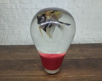 Underwater REAL Angelfish Angel Fish Manfish Gear Shifter Knob Acrílico Resin_a235