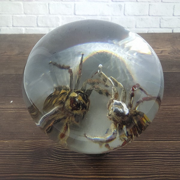 Pommeau de levier de vitesse sous-marin REAL Fighting SPIDER Tarantula en Acrilyc Resin_a222