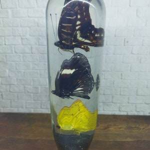 Underwater REAL Triple Butterfly Butterflies Gear Shift Shifter Shifter Knob Acrylic Resin_c69