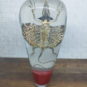 Underwater REAL Dragon Lizard Draco Volans Gear Shift Knob from Acrilyc Resin_c88