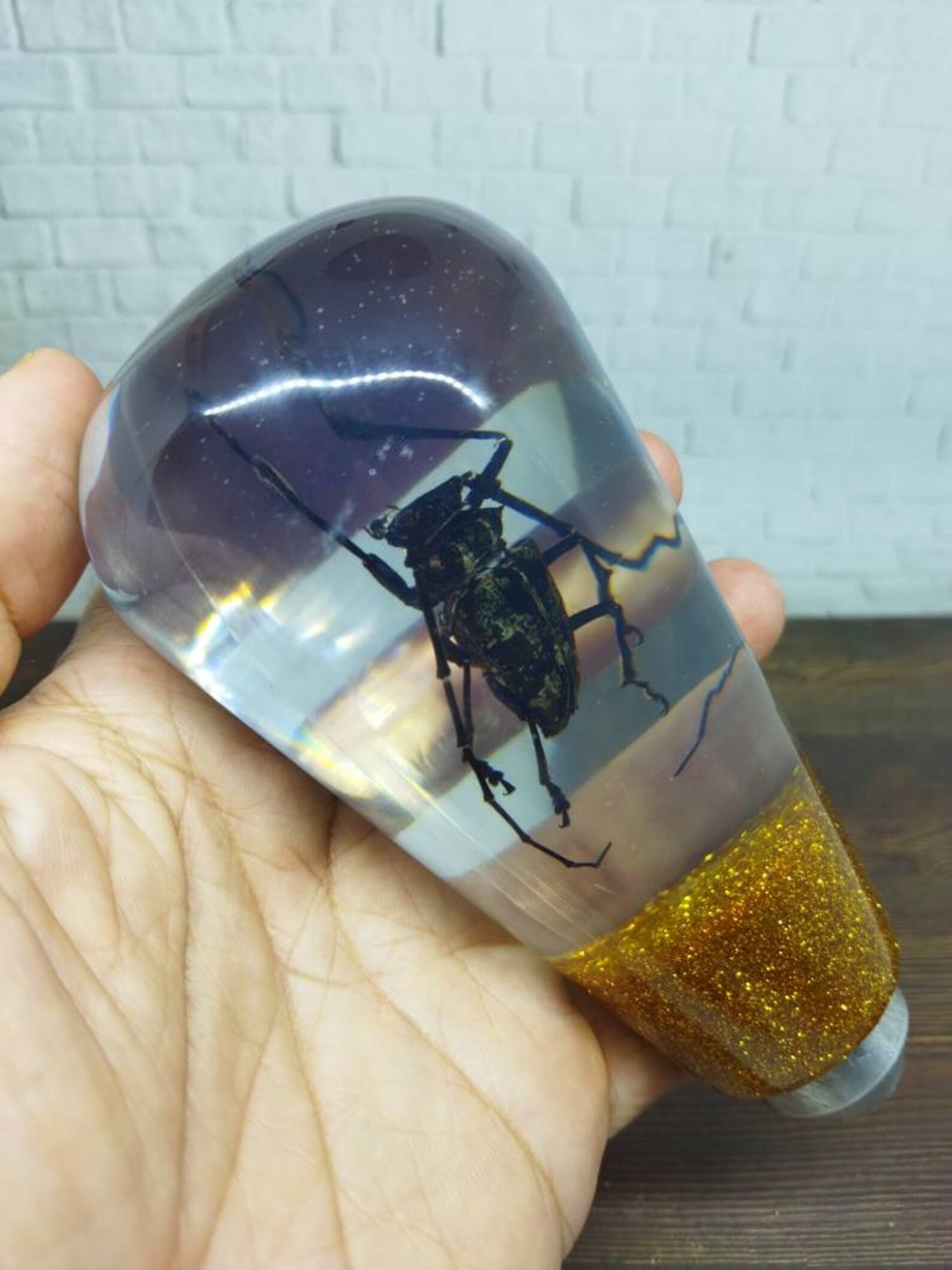 Shifter Insect Underwater REAL Insect Beetle Long Horn Taxidermy Gear Shift Shifter ...