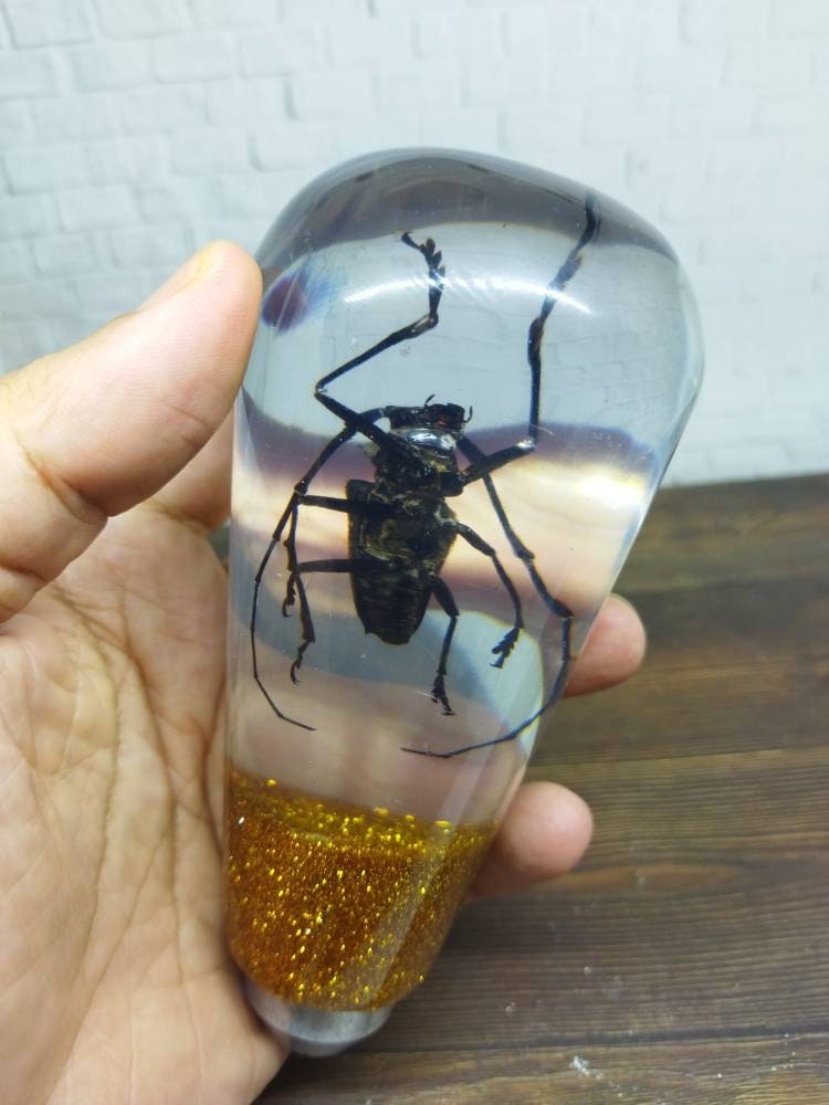 Shifter Insect Underwater REAL Insect Beetle Long Horn Taxidermy Gear Shift Shifter ...