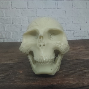 Peut inclure: Un crâne humain en plastique blanc avec des détails précis, y compris des dents et des orbites. Le crâne est posé sur une surface en bois.