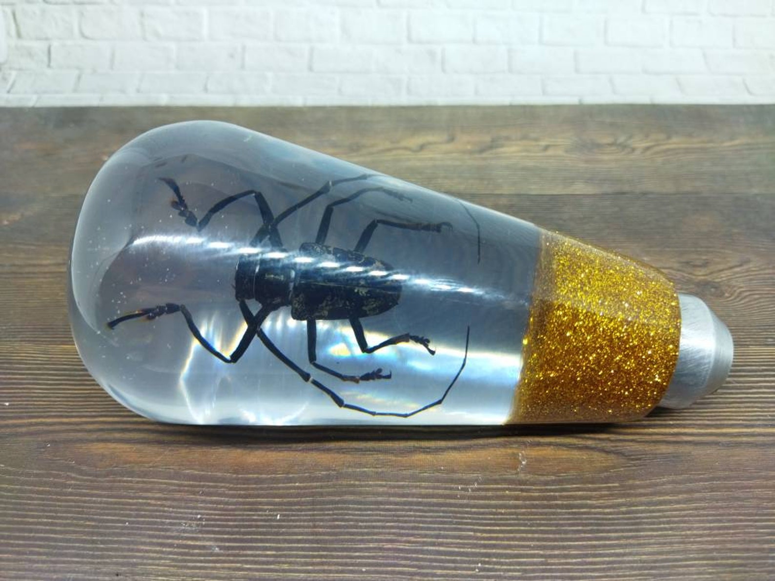 Shifter Insect Underwater REAL Insect Beetle Long Horn Taxidermy Gear Shift Shifter ...