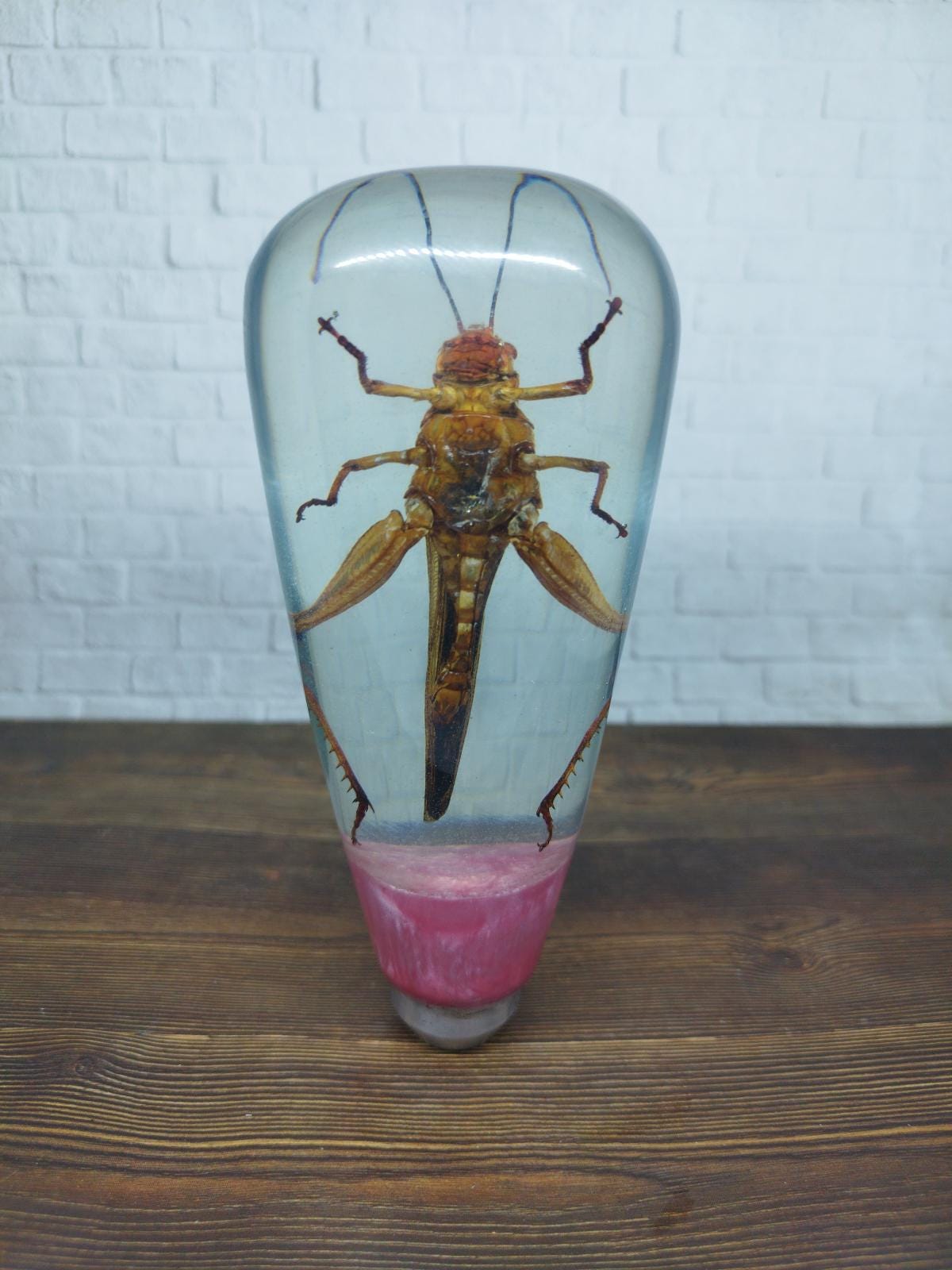 Shifter Insect Underwater REAL Insect Grasshopper Gear Shift Shifter Knob From Acrilyc ...