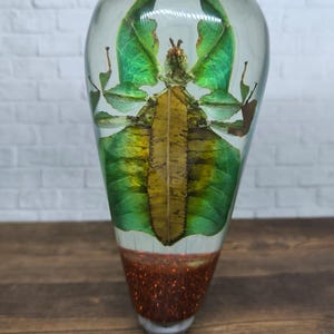 Könnte beinhalten: Ein grünes und braunes Blatt Insekt, das in einem klaren Harz-Briefbeschwerer mit einer glitzernden orangefarbenen Basis konserviert ist.