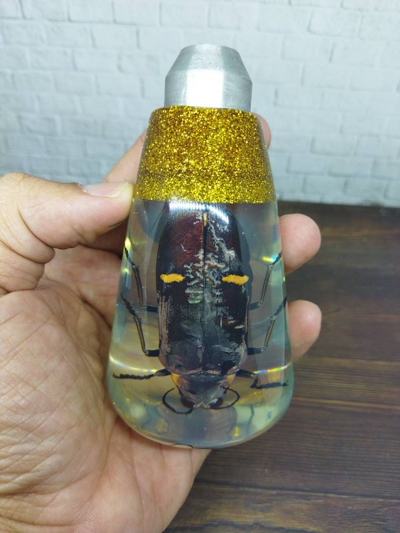 Shifter Insect Underwater REAL Insect Devil Beetle Grasshopper Gear Shift Shifter Knob ...