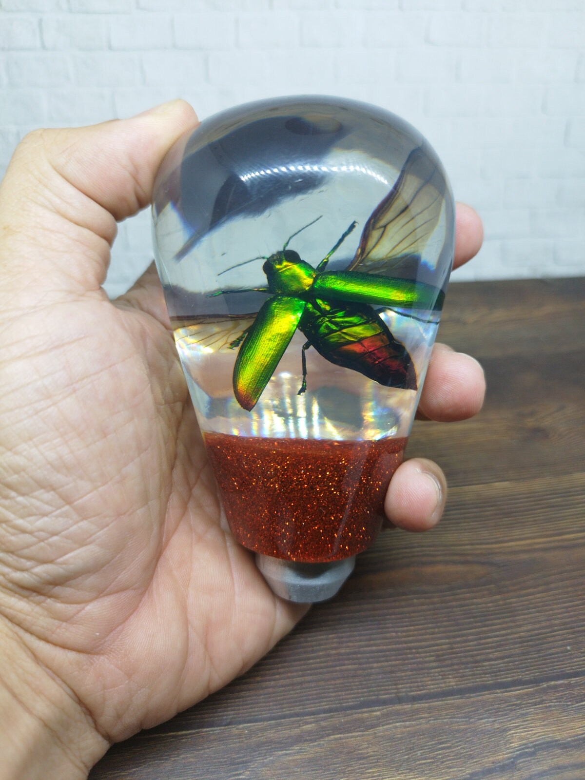 Shifter Insect Underwater REAL Insect Flying Beetle Gear Shift Shifter Knob From ...