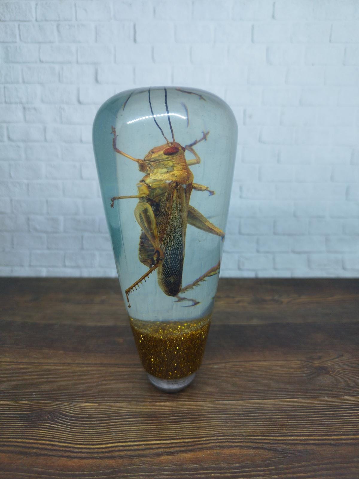 Shifter Insect Underwater REAL Insect Grasshopper Gear Shift Shifter Knob From Acrilyc ...
