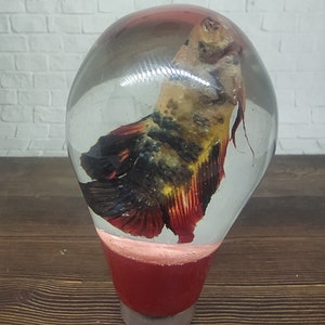 Op de afbeelding: Een heldere glazen bol met een rode basis, die een geconserveerde betta-vis bevat met oranje, zwarte en witte markeringen.