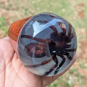 Puede incluir: Un pisapapeles esférico de resina que contiene una araña de color marrón oscuro preservada. El objeto presenta una sección superior redondeada y transparente que muestra el cuerpo y las patas de la araña, con una base de purpurina naranja.