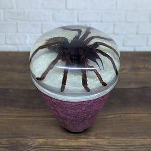 May include: A decorative paperweight featuring a preserved tarantula encased in clear resin. The spider is dark brown with visible legs and body details. The resin dome sits atop a deep purple, cone-shaped base.