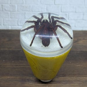 May include: A clear, teardrop-shaped resin paperweight with a preserved brown tarantula inside. The bottom portion is a solid gold color, and the spider is suspended in clear resin.