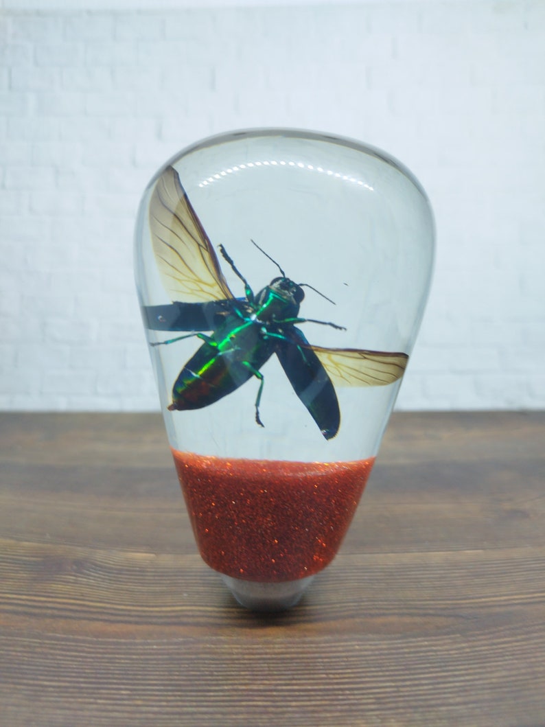 Shifter Insect Underwater REAL Insect Flying Beetle Gear Shift Shifter Knob From ...