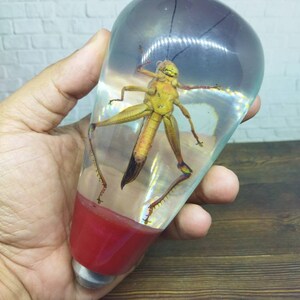 Shifter Insect Underwater REAL Insect Grasshopper Gear Shift Shifter Knob From Acrilyc ...