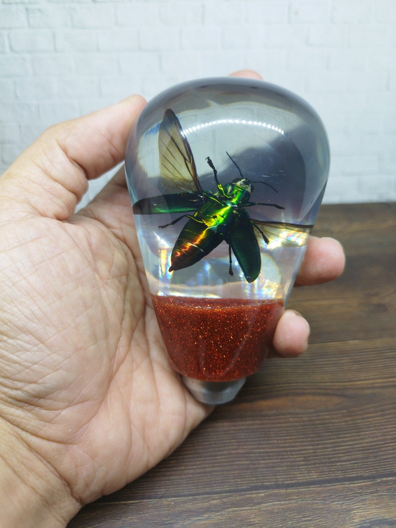 Shifter Insect Underwater REAL Insect Flying Beetle Gear Shift Shifter Knob From ...